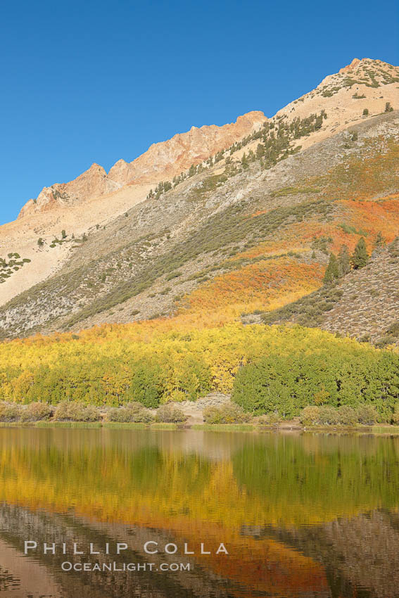 Paiute Peak, covered with changing aspen trees in autumn, rises above the calm reflecting waters of North Lake. Bishop Creek Canyon, Sierra Nevada Mountains, California, USA, Populus tremuloides, natural history stock photograph, photo id 23382