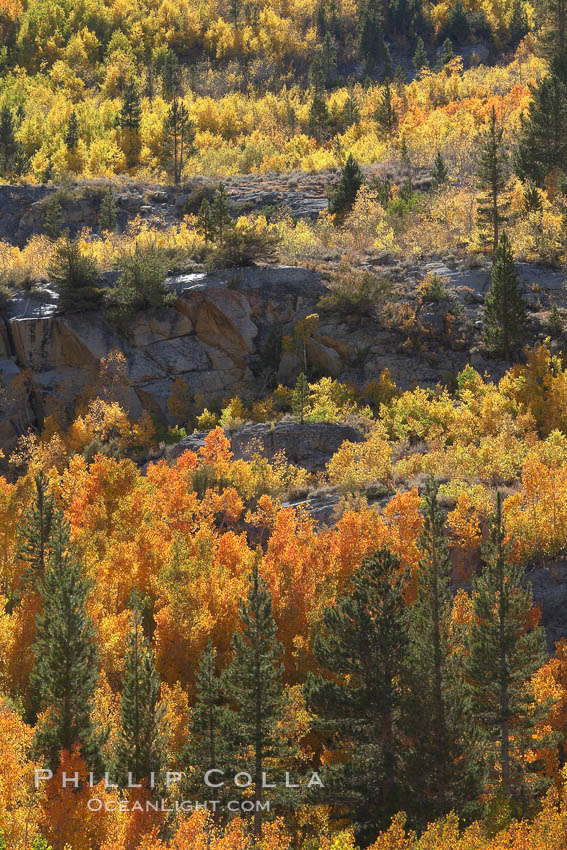 Yellow aspen trees in fall, line the sides of Bishop Creek Canyon, mixed with  green pine trees, eastern sierra fall colors. Bishop Creek Canyon, Sierra Nevada Mountains, California, USA, Populus tremuloides, natural history stock photograph, photo id 23386