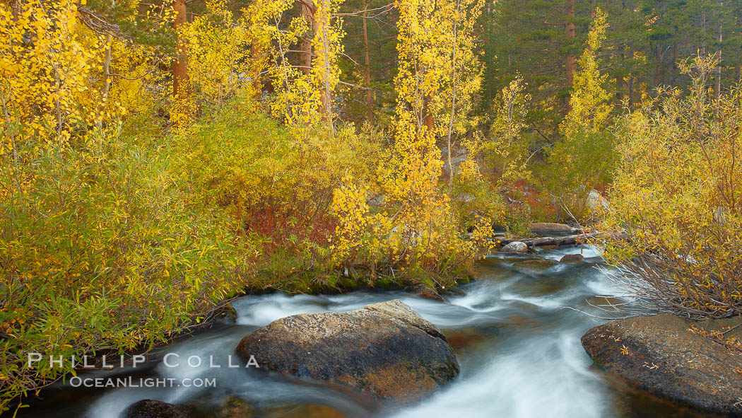 Aspens turn yellow in autumn, changing color alongside the south fork of Bishop Creek at sunset. Bishop Creek Canyon, Sierra Nevada Mountains, California, USA, Populus tremuloides, natural history stock photograph, photo id 23390