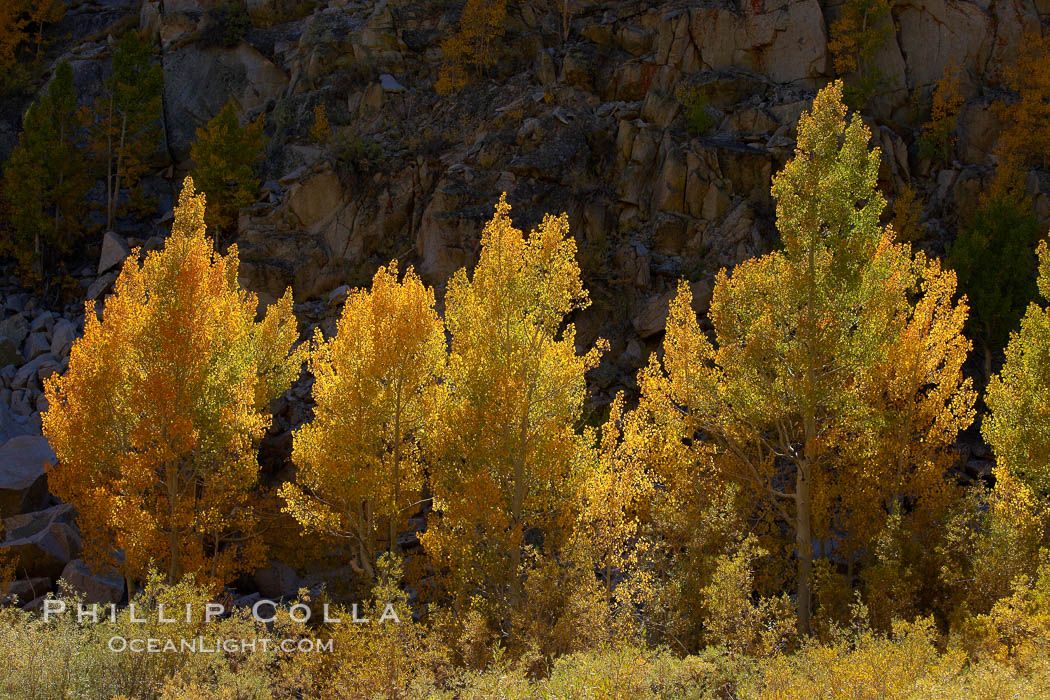 A golden grove of turning aspen trees, is backlit by the late afternoon sun, with dark granite cliffs behind. Bishop Creek Canyon, Sierra Nevada Mountains, California, USA, Populus tremuloides, natural history stock photograph, photo id 23368