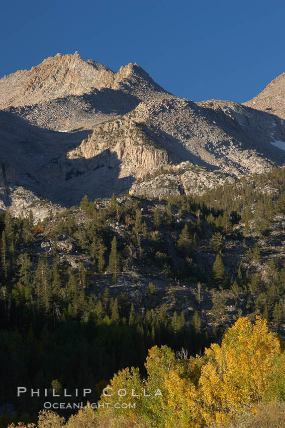 Sierra Nevada mountains, appear above a grove of colorful aspen trees changing to yellow and orange in fall, autumn. Bishop Creek Canyon, Sierra Nevada Mountains, California, USA, Populus tremuloides, natural history stock photograph, photo id 23372