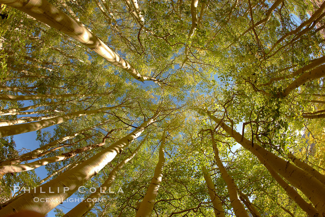 A grove of aspen trees, looking up to the sky along the towering white trunks to the yellow and green leaves, changing color in autumn. Bishop Creek Canyon, Sierra Nevada Mountains, California, USA, Populus tremuloides, natural history stock photograph, photo id 23376