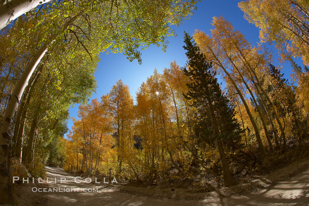 A tunnel of aspen trees, on a road alongside North Lake.  The aspens on the left are still green, while those on the right are changing to their fall colors of yellow and orange.  Why the difference?. Bishop Creek Canyon, Sierra Nevada Mountains, California, USA, Populus tremuloides, natural history stock photograph, photo id 23384