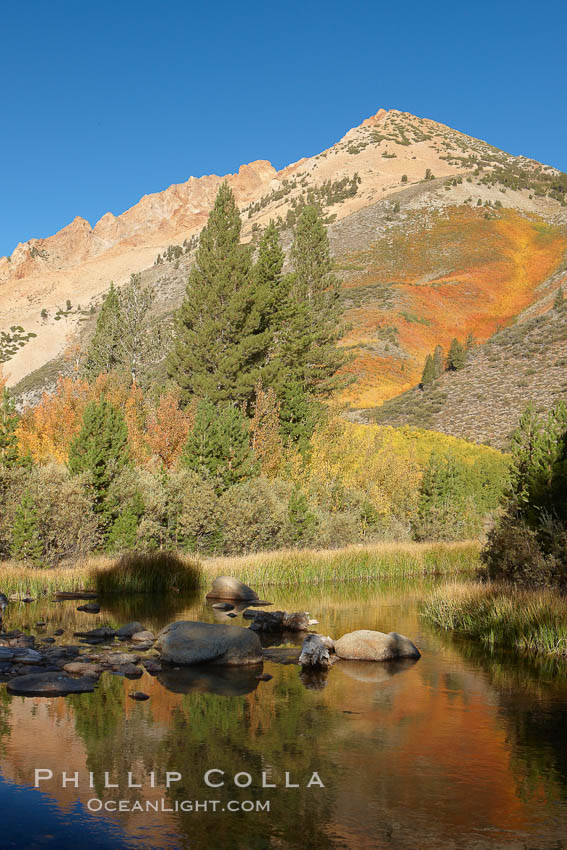 Paiute Peak, covered with changing aspen trees in autumn, rises above the calm reflecting waters of North Lake. Bishop Creek Canyon, Sierra Nevada Mountains, California, USA, Populus tremuloides, natural history stock photograph, photo id 23367