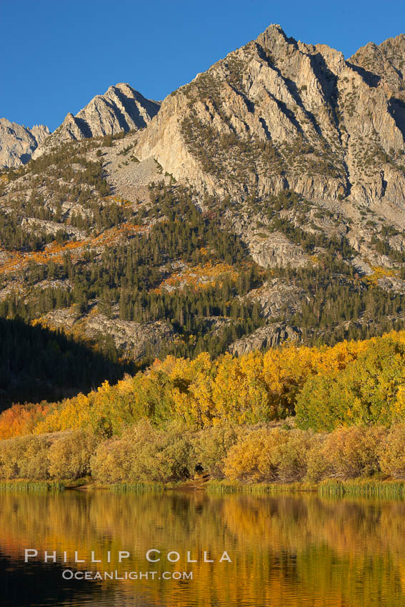 Aspen trees in fall, change in color to yellow, orange and red, reflected in the calm waters of North Lake. Bishop Creek Canyon, Sierra Nevada Mountains, California, USA, Populus tremuloides, natural history stock photograph, photo id 23371