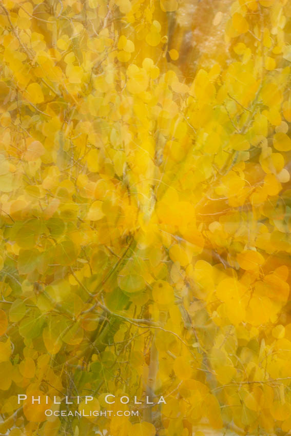Kaleidoscope of yellow colors as the lens zooms while taking a photo of aspen leaves in autumn. Rock Creek Canyon, Sierra Nevada Mountains, California, USA, Populus tremuloides, natural history stock photograph, photo id 23379