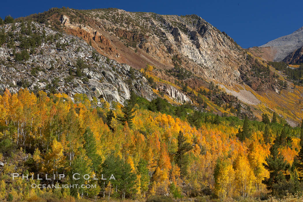 The Hunchback, a peak rising above the South Fork of Bishop Creek Canyon, with yellow and orange aspen trees changing to their fall colors. Bishop Creek Canyon, Sierra Nevada Mountains, California, USA, Populus tremuloides, natural history stock photograph, photo id 23387