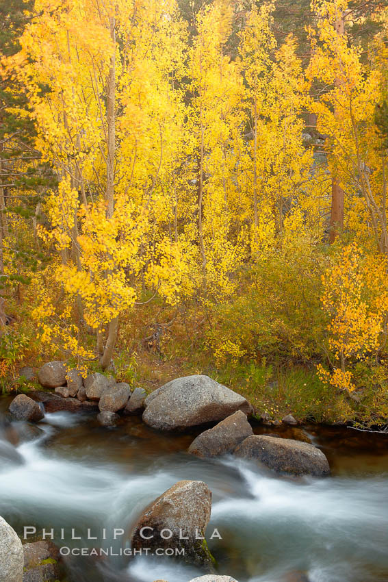 Aspens turn yellow in autumn, changing color alongside the south fork of Bishop Creek at sunset. Bishop Creek Canyon, Sierra Nevada Mountains, California, USA, Populus tremuloides, natural history stock photograph, photo id 23391