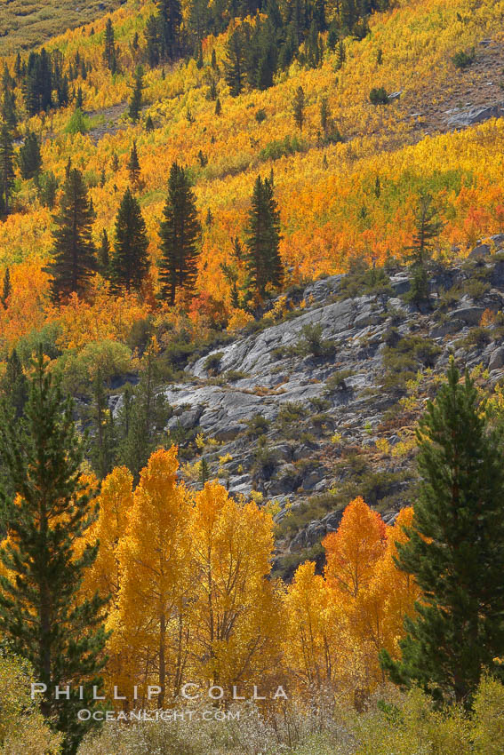 Yellow aspen trees in fall, line the sides of Bishop Creek Canyon, mixed with  green pine trees, eastern sierra fall colors. Bishop Creek Canyon, Sierra Nevada Mountains, California, USA, Populus tremuloides, natural history stock photograph, photo id 23377
