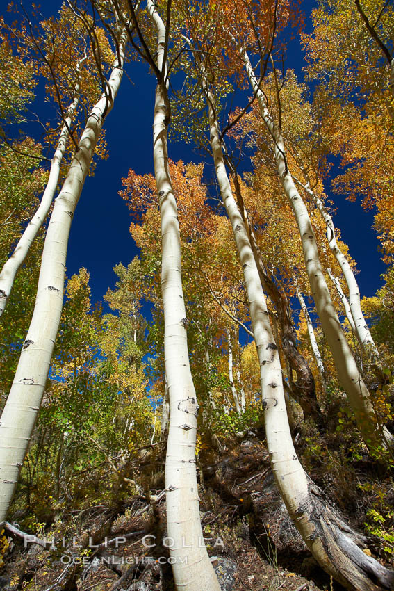 White trunks of aspen trees, viewed upward toward the yellow and orange leaves of autumn and the blue sky beyond. Bishop Creek Canyon, Sierra Nevada Mountains, California, USA, Populus tremuloides, natural history stock photograph, photo id 23385