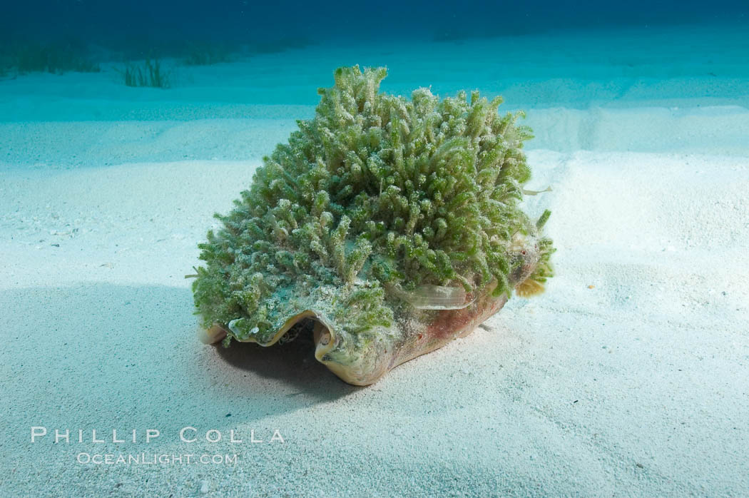 Queen conch shell covered with algae growth.  Conch is a large common univalve mollusk (snail), animal is crawling across sand. Bahamas, Strombus gigas, natural history stock photograph, photo id 10844