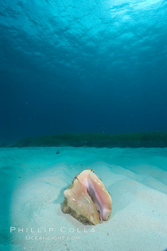Queen conch, a large common univalve mollusk (snail), animal is retracted into shell. Bahamas, Strombus gigas, natural history stock photograph, photo id 10889