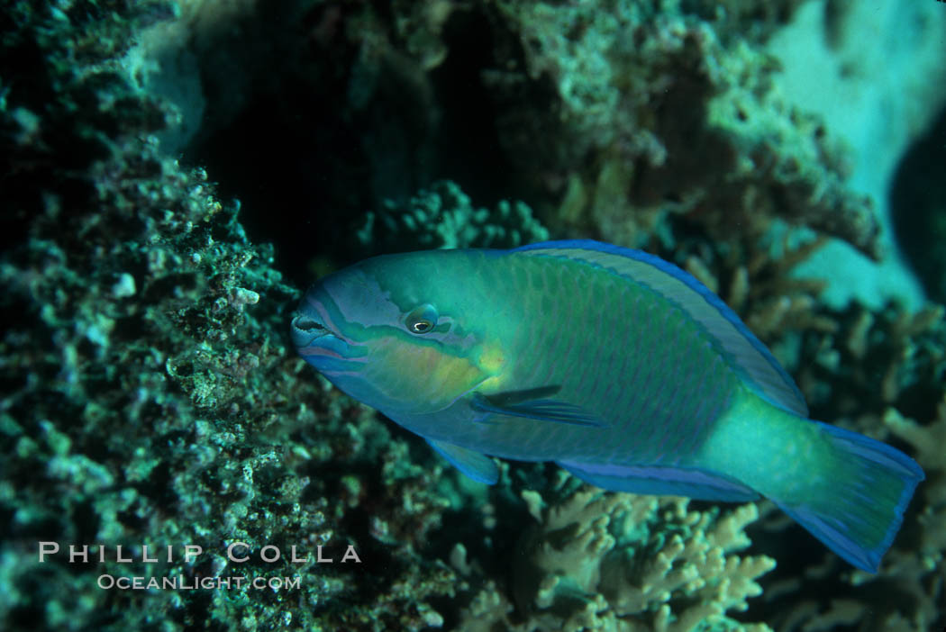 Female queen parrotfish feeds on coral reef with teeth and jaws suited to pulverize hard coral, excreting the remains as sand. Roatan, Honduras, Scarus vetula, natural history stock photograph, photo id 07095