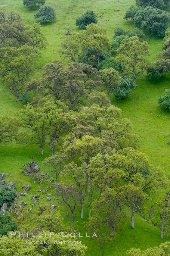 Oak trees and grass cover the countryside in green, spring, Sierra Nevada foothills. Mariposa, California, USA, Quercus, natural history stock photograph, photo id 16058