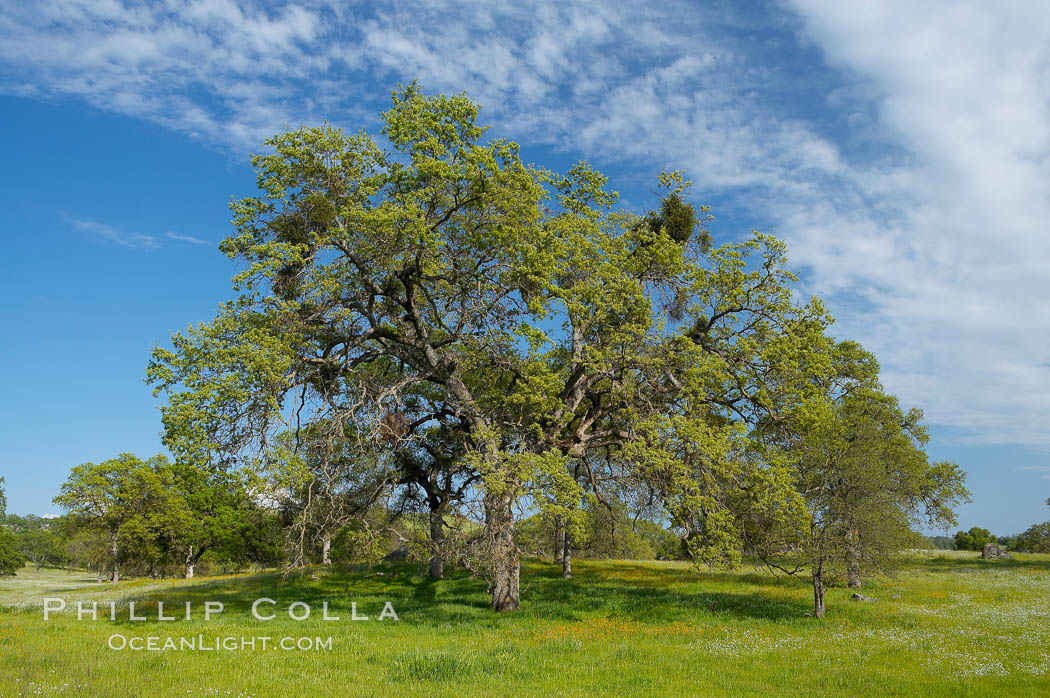 Oak trees and grass cover the countryside in green, spring, Sierra Nevada foothills. Mariposa, California, USA, Quercus, natural history stock photograph, photo id 16049