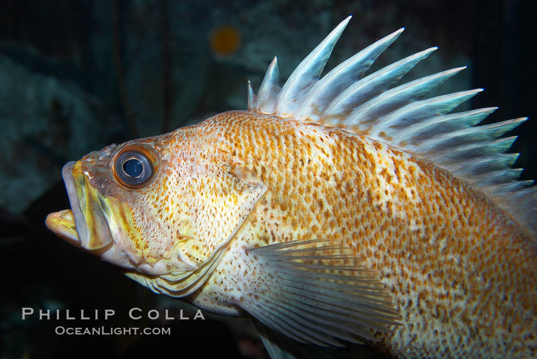 Quillback rockfish., Sebastes maliger, natural history stock photograph, photo id 19006