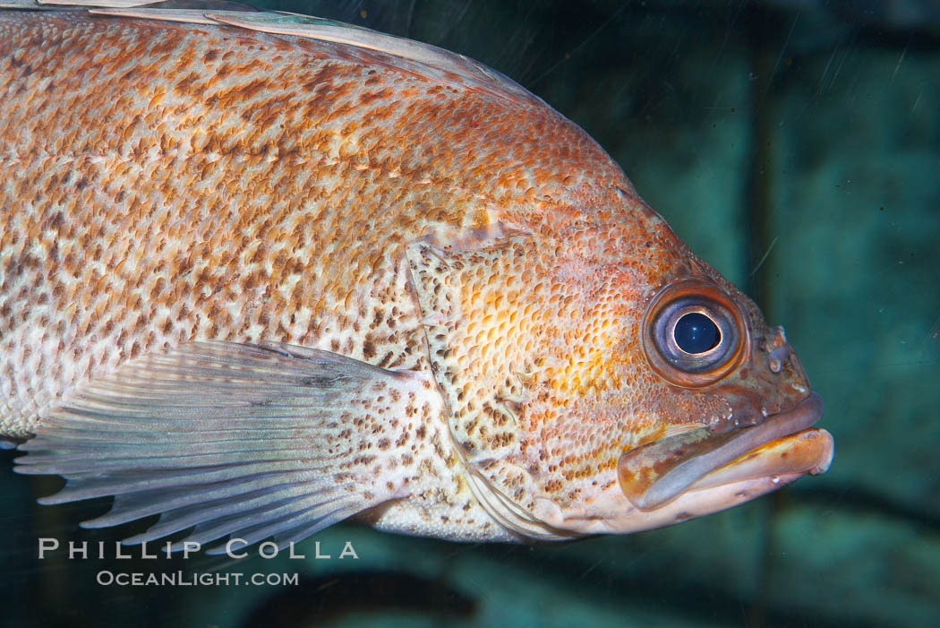 Quillback rockfish., Sebastes maliger, natural history stock photograph, photo id 16961