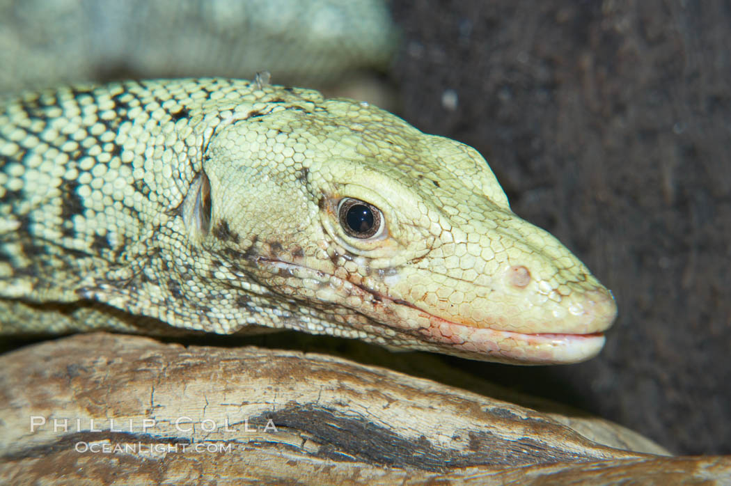 Quince monitor lizard., Varanus melinus, natural history stock photograph, photo id 12622