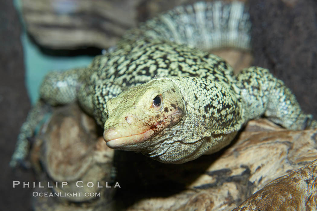 Quince monitor lizard., Varanus melinus, natural history stock photograph, photo id 12623