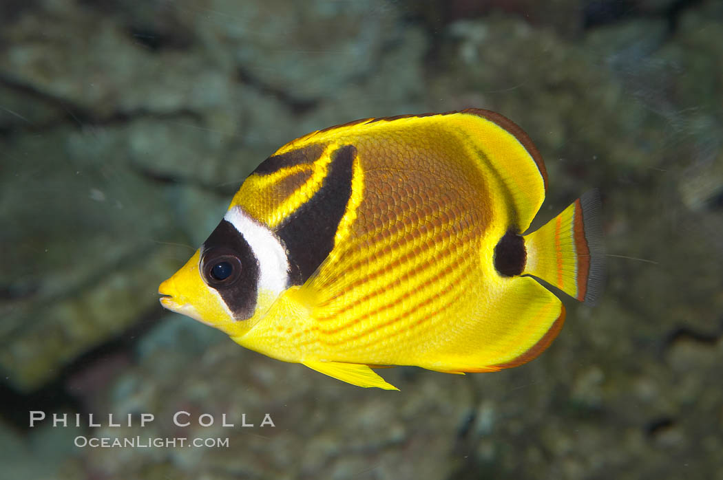 Raccoon butterflyfish., Chaetodon lunula, natural history stock photograph, photo id 13992