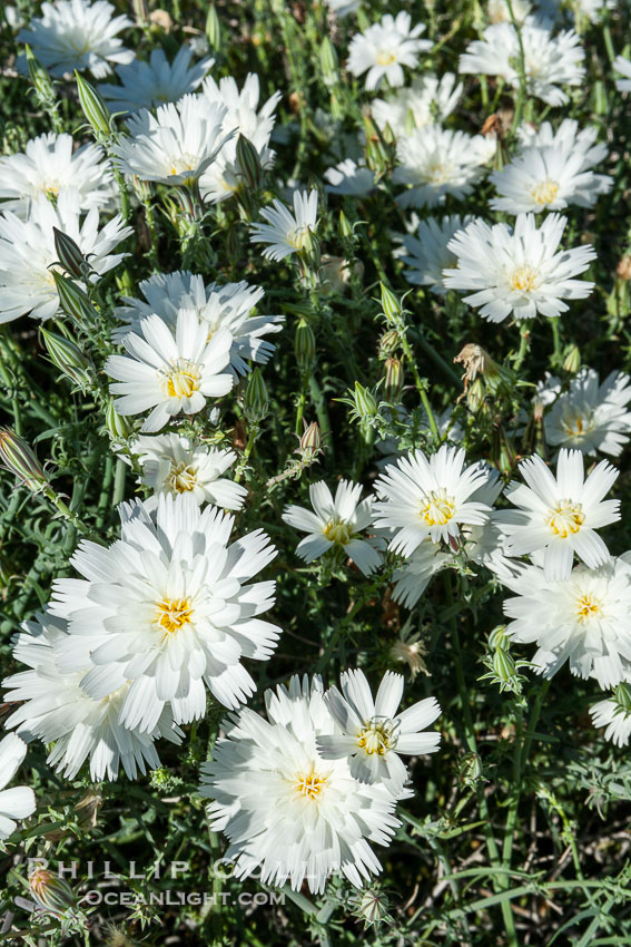 Desert chicory in spring bloom, Glorietta Canyon.  Heavy winter rains led to a historic springtime bloom in 2005, carpeting the entire desert in vegetation and color for months. Anza-Borrego Desert State Park, Borrego Springs, California, USA, Rafinesquia neomexicana, natural history stock photograph, photo id 10932