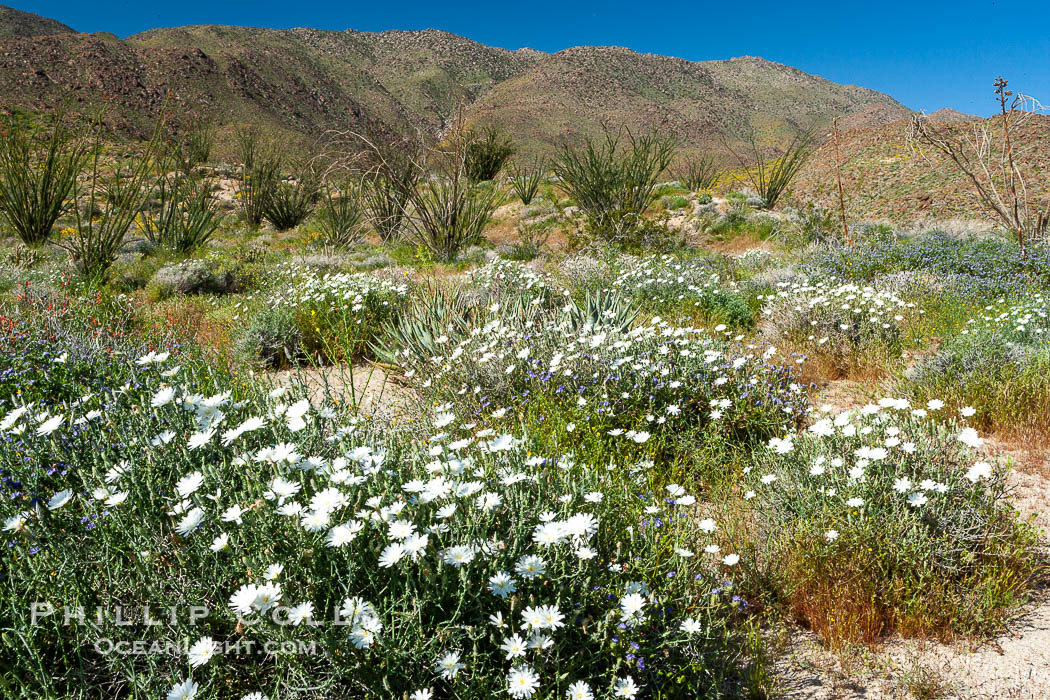 Desert chicory in spring bloom, Glorietta Canyon.  Heavy winter rains led to a historic springtime bloom in 2005, carpeting the entire desert in vegetation and color for months. Anza-Borrego Desert State Park, Borrego Springs, California, USA, Rafinesquia neomexicana, natural history stock photograph, photo id 10936