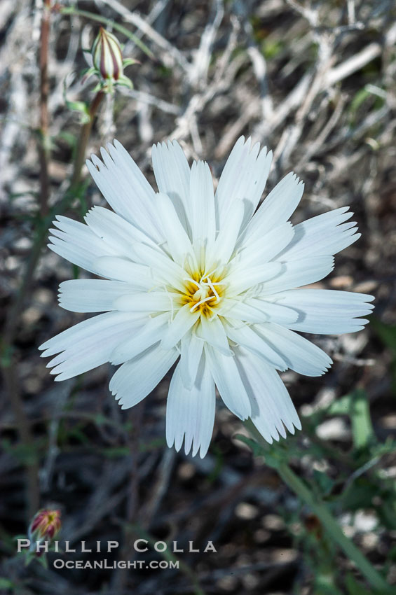 Desert chicory, commonly found in canyons and washes of the Colorado Desert in spring.  Anza Borrego Desert State Park. Anza-Borrego Desert State Park, Borrego Springs, California, USA, Rafinesquia neomexicana, natural history stock photograph, photo id 10531