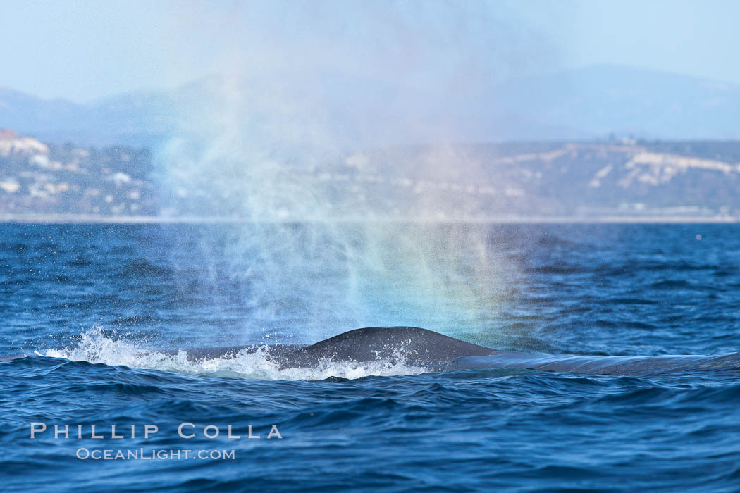 A rainbow forms in a blue whales spout. La Jolla, California, USA, natural history stock photograph, photo id 27121