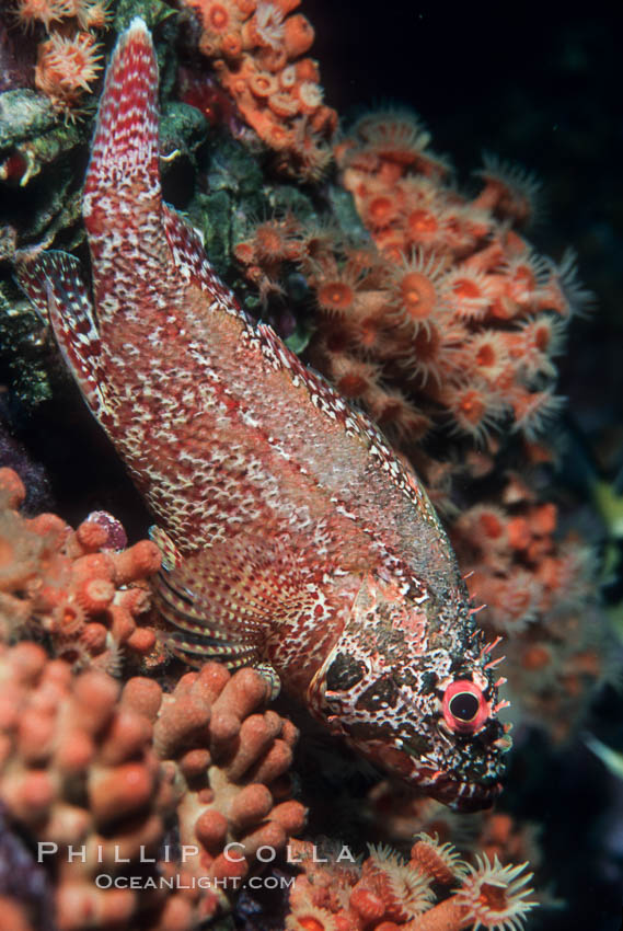 Rainbow scorpionfish, juvenile. Guadalupe Island (Isla Guadalupe), Baja California, Mexico, Scorpaenodes xyris, natural history stock photograph, photo id 04617