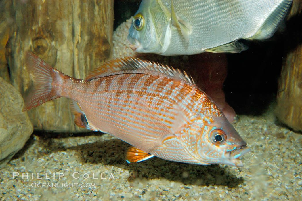 Rainbow surfperch., Hypsurus caryi, natural history stock photograph, photo id 09413