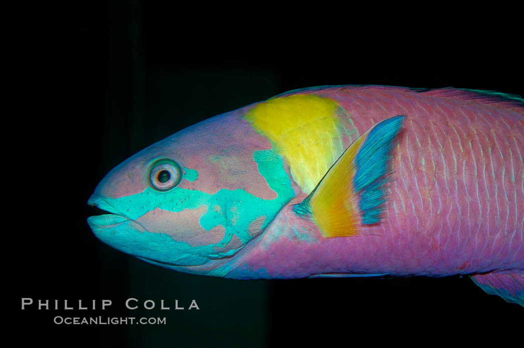Cortez rainbow wrasse, terminal male phase sometimes referred to as supermale., Thalassoma lucasanum, natural history stock photograph, photo id 09297