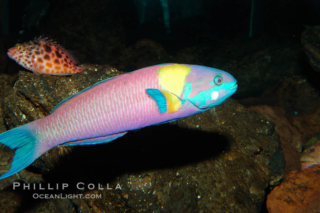 Cortez rainbow wrasse, terminal male phase sometimes referred to as supermale., Thalassoma lucasanum, natural history stock photograph, photo id 09298