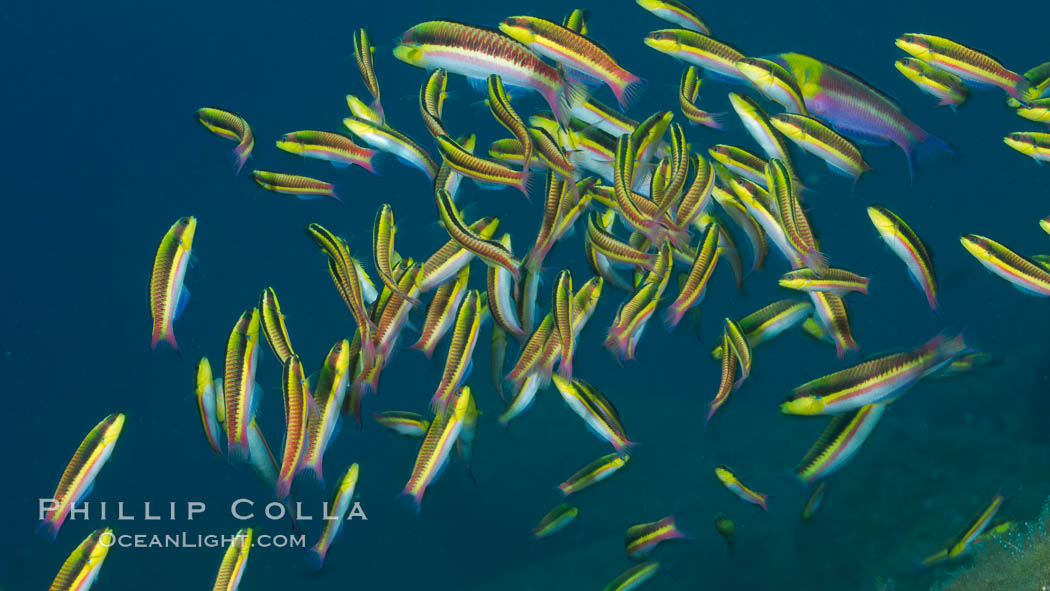 Cortez rainbow wrasse schooling over reef in mating display, Sea of Cortez, Baja California, Mexico., Thalassoma lucasanum, natural history stock photograph, photo id 27576