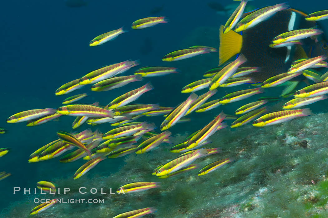 Cortez rainbow wrasse schooling over reef in mating display, Sea of Cortez, Baja California, Mexico., Thalassoma lucasanum, natural history stock photograph, photo id 27577