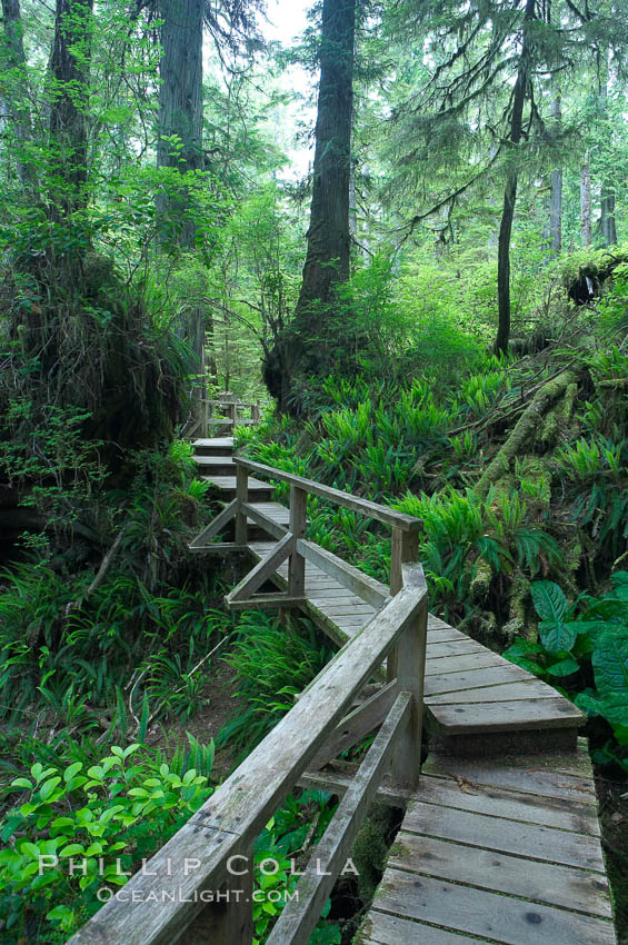 Rainforest Trail in Pacific Rim NP, one of the best places along the Pacific Coast to experience an old-growth rain forest, complete with western hemlock, red cedar and amabilis fir trees. Moss gardens hang from tree crevices, forming a base for many ferns and conifer seedlings. Pacific Rim National Park, British Columbia, Canada, natural history stock photograph, photo id 21058