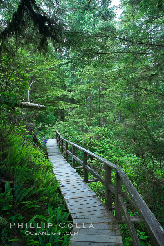 Rainforest Trail in Pacific Rim NP, one of the best places along the Pacific Coast to experience an old-growth rain forest, complete with western hemlock, red cedar and amabilis fir trees. Moss gardens hang from tree crevices, forming a base for many ferns and conifer seedlings. Pacific Rim National Park, British Columbia, Canada, natural history stock photograph, photo id 21051