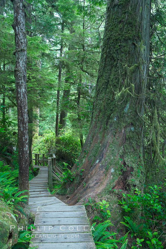Rainforest Trail in Pacific Rim NP, one of the best places along the Pacific Coast to experience an old-growth rain forest, complete with western hemlock, red cedar and amabilis fir trees. Moss gardens hang from tree crevices, forming a base for many ferns and conifer seedlings. Pacific Rim National Park, British Columbia, Canada, natural history stock photograph, photo id 21055
