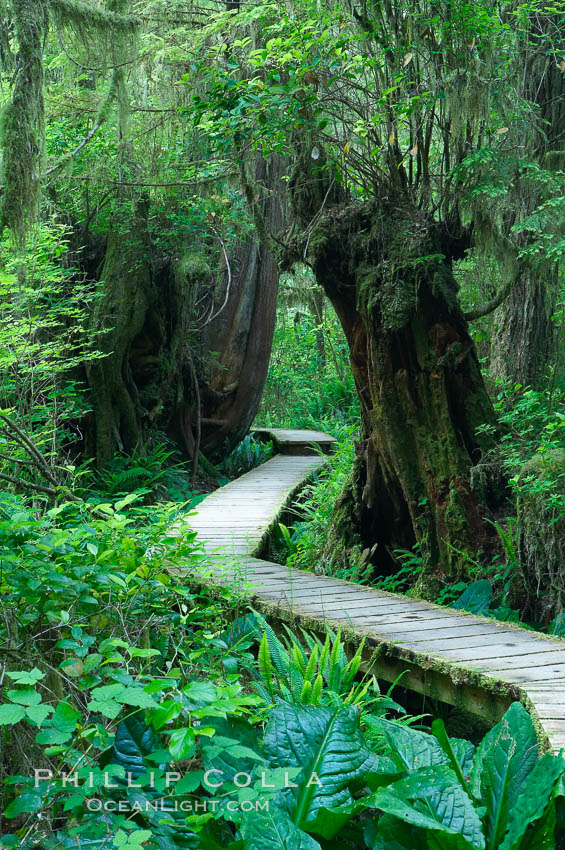 Rainforest Trail in Pacific Rim NP, one of the best places along the Pacific Coast to experience an old-growth rain forest, complete with western hemlock, red cedar and amabilis fir trees. Moss gardens hang from tree crevices, forming a base for many ferns and conifer seedlings. Pacific Rim National Park, British Columbia, Canada, natural history stock photograph, photo id 21061