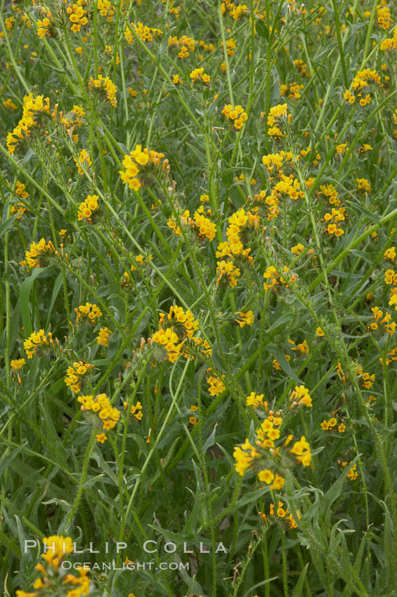 Ranchers fiddleneck, also known as common fiddleneck, blooms in spring. San Elijo Lagoon, Encinitas, California, USA, Amsinckia menziesii, natural history stock photograph, photo id 11654