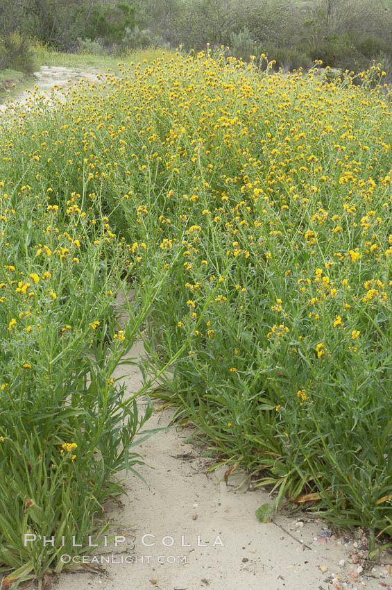 Ranchers fiddleneck, also known as common fiddleneck, blooms in spring., Amsinckia menziesii, natural history stock photograph, photo id 11651