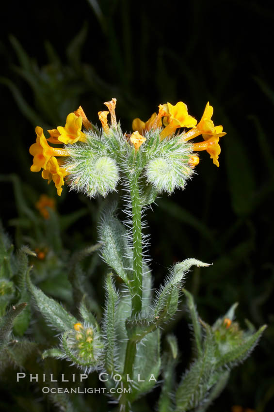 Ranchers fiddleneck, also known as common fiddleneck, blooms in spring., Amsinckia menziesii, natural history stock photograph, photo id 11657