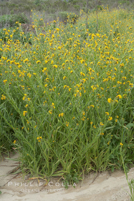 Ranchers fiddleneck, also known as common fiddleneck, blooms in spring., Amsinckia menziesii, natural history stock photograph, photo id 11653