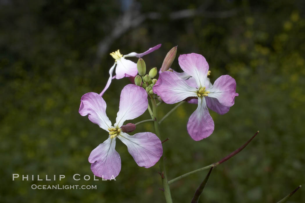 Wild radish blooms in spring, Batiquitos Lagoon, Carlsbad. California, USA, Raphanus sativus, natural history stock photograph, photo id 11482