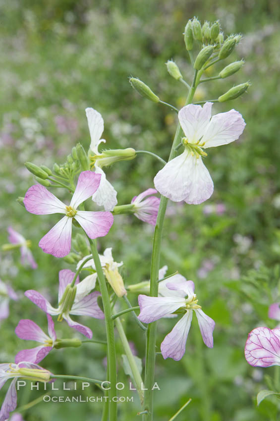 Wild radish blooms in spring, Batiquitos Lagoon, Carlsbad. California, USA, Raphanus sativus, natural history stock photograph, photo id 11476