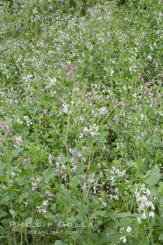 Wild radish blooms in spring, Batiquitos Lagoon, Carlsbad. California, USA, Raphanus sativus, natural history stock photograph, photo id 11479