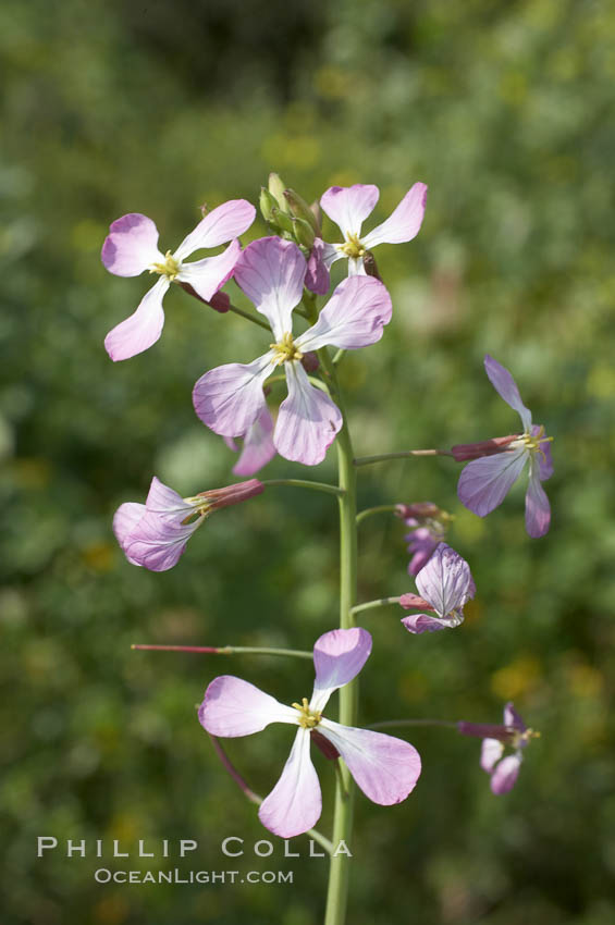 Wild radish blooms in spring, Batiquitos Lagoon, Carlsbad. California, USA, Raphanus sativus, natural history stock photograph, photo id 11473