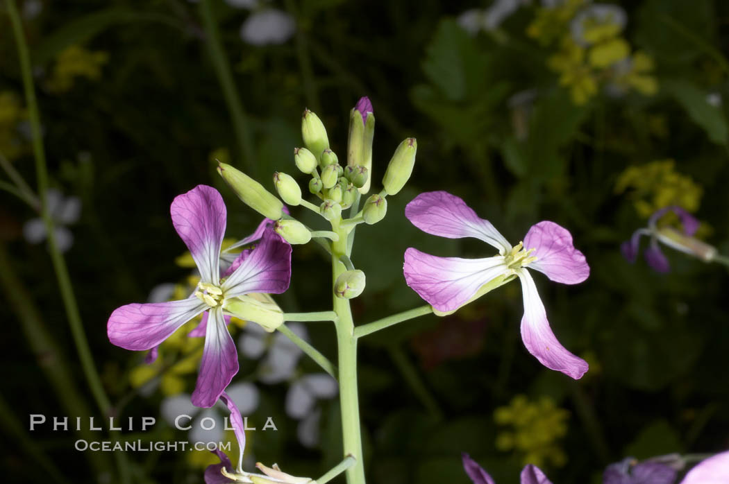 Wild radish blooms in spring, Batiquitos Lagoon, Carlsbad. California, USA, Raphanus sativus, natural history stock photograph, photo id 11485