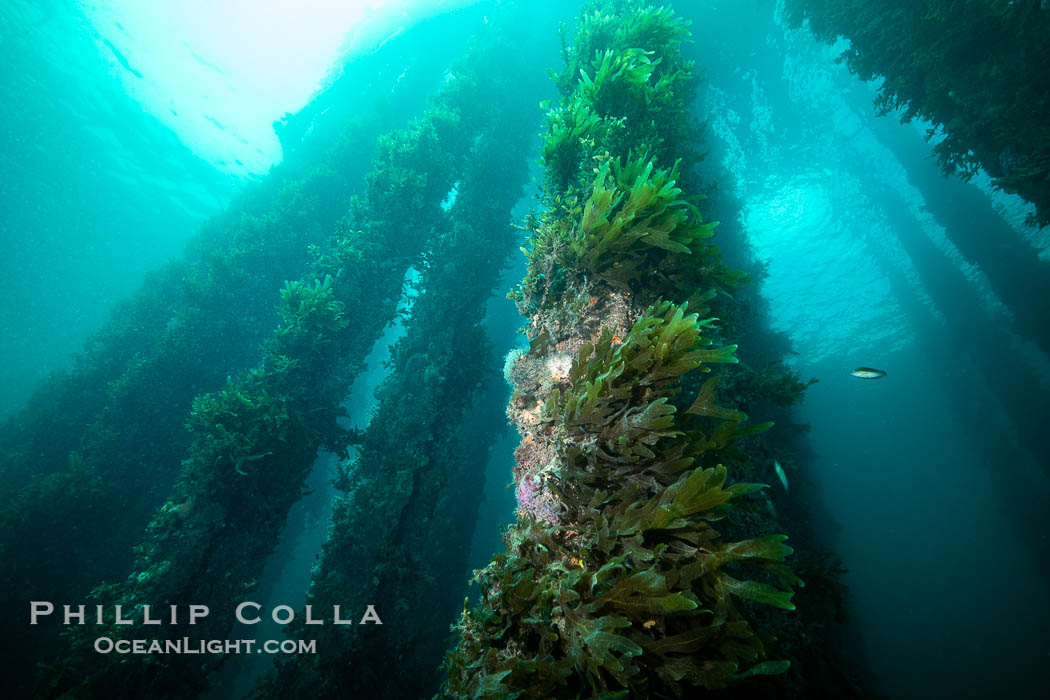 Rapid Bay Jetty Underwater Photo, South Australia