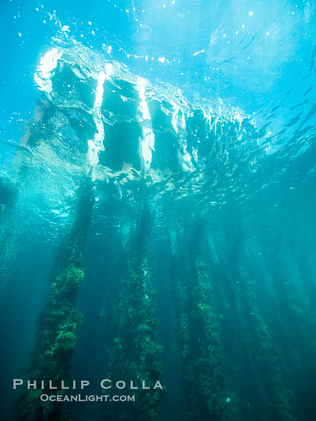 Rapid Bay Jetty Underwater Photo, South Australia., natural history stock photograph, photo id 39219