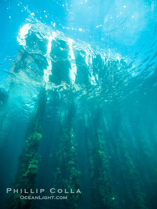 Rapid Bay Jetty Underwater Photo, South Australia